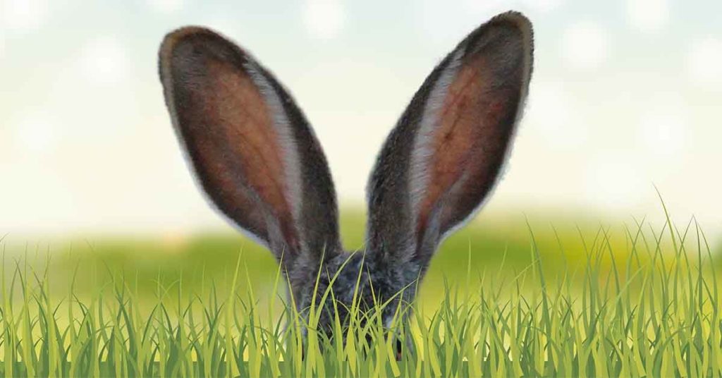 Graphic of a Hare's ears hiding in the grass